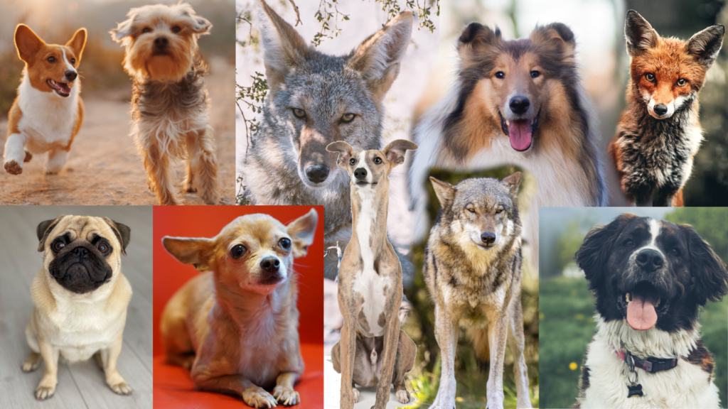 An image of seven dogs of different breeds (corgi, collie, chihuahua, etc.), with a coyote, wolf, and fox mixed in.